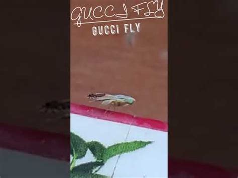gucci fly watch